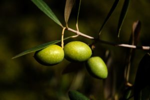 olives-1955275_1920